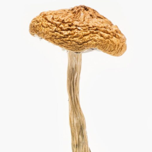 Psilocybe Cyanescens Mushroom