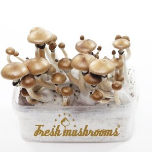 FRESH MUSHROOMS GROW KIT 'GOLDEN TEACHER'
