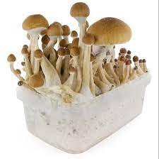 FRESH MUSHROOMS GROW KIT 'MCKENNAII'