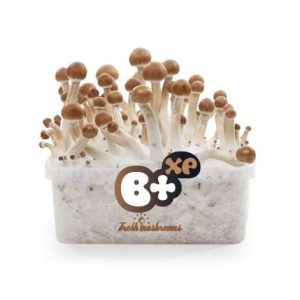 Fresh Mushrooms Grow Kit 'B+