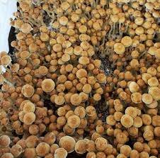 Psilocybe Cubensis Menace Mushroom Spores