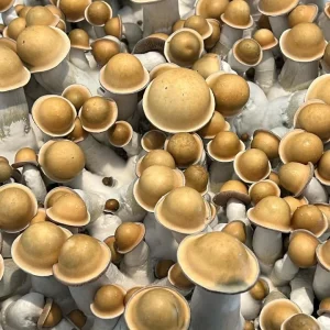 magic mushroom grow kits usa