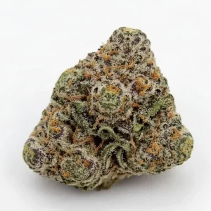 Buy Blue Lobster – AAAA Online